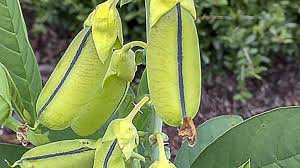 Image result for Crotalaria spectabilis