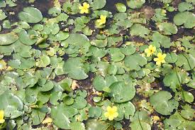 Image result for Nymphoides milnei