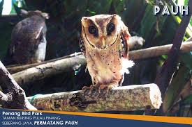 Kawasan sebesar 5 ekar ini menjadi rumah kepada 300 spesis burung yang berlainan. Norshahrene Shahrene Twitter