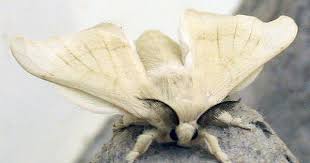 Black And White Spotted Moth Pa Entymology Silkworm Moth Moth Cute Moth