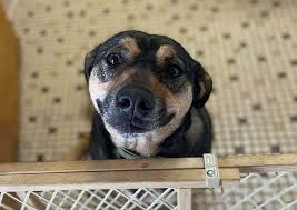 Quickly access services from 7 animal hospitals near you! Piscataway Animal Clinic Veterinary Hospital For Dogs Cats