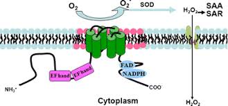 Image result for Platostoma coeruleum