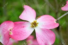 It is also an excellent contrast tree for larger evergreen backgrounds. Pink Cornus Florida Rubra Tree Also Known As Pink Flowering Dogwood Stock Photo Picture And Royalty Free Image Image 135798561