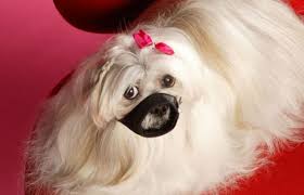 Bunnings Under Fire Over Pet Friendly Policy Change And Muzzle Rule