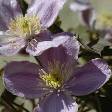 Clematis montana var rubens tetrarose. Clematis Montana Tetrarose Tetra Rose Online Bestellen Bei Schmid Gartenpflanzen