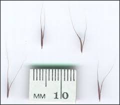 Image result for Enteropogon