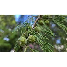 Image result for Cupressus funebris
