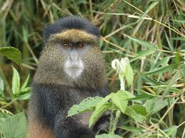 Image result for Monodora grandidieri