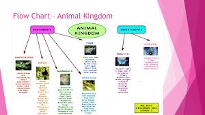 Chapter 4 Classifying Animals Ppt Video Online Download