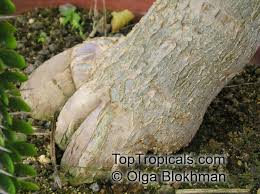 Image result for Cyphostemma lynesii