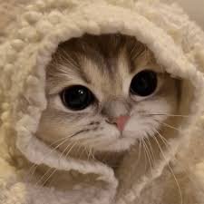 Image result for adorable cat