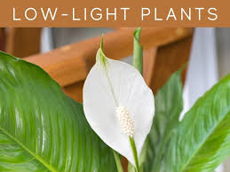 Once again, make sure that it is not directly in the way of sunbeams. Can Plants Grow With Artificial Light Greenhouse Today