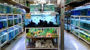 Dengan hiasan aquarium dari bahan plastik yang tepat, kegiatan memelihara ikan hias dijamin semakin asyik! Jual Ikan Hias Terbaik Harga Grosir Dan Pasti Murah 081390316961 Wa