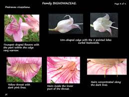 Image result for Podranea brycei