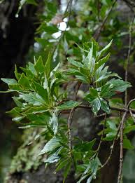 Image result for Phyllocladus