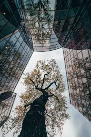 Find over 100+ of the best free glass building images. Tree Building Reflection Architecture Glass Hd Mobile Wallpaper Peakpx