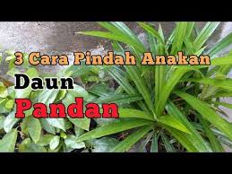 Beliau menanam pokok pandan menggunakan dua cara, dalam pasu menggunakan tanah dan juga tanpa tanah, cuma rendam dalam bekas berisi air. Cara Memindah Anakan Daun Pandan Budidaya Daun Pandan Menanam Daun Pandan Pandan Yuktani Youtube Daun Pandan Daun Pandan