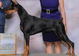 Doberman puppies for sale new york. Raindance Dobermans Breeder Of Champion Dobermans In Ny