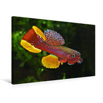 Image result for Orestias foliosa