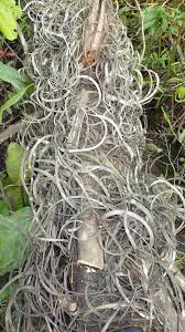 Image result for Raphia sese