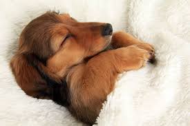 It may be easier to set a puppy bedtime and help him. 9 Tips For The First Week With Your Dachshund Puppy
