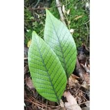 Image result for Pyrrosia rhodesiana