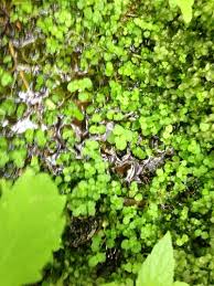 Image result for Chrysosplenium americanum