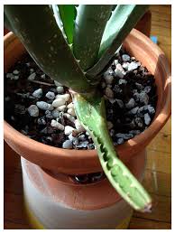Indirect bright light is the best option. Please Help My Aloe Plant With Thin Curling Leaves