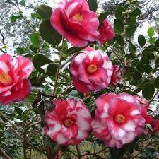 Wendy Camellia Japonica Camellia Flower Garden Flowers
