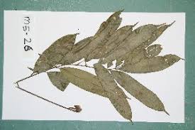 Image result for Pancovia golungensis