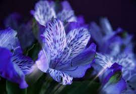 Lily Of The Incas Alstroemeria Peruvian Lilies My Flower
