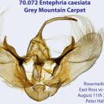 Image result for Entephria caesiata