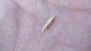 Image result for Sehima