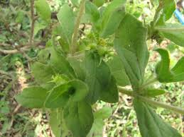Image result for Pogonospermum ciliatum