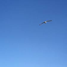 Fais Comme L Oiseau Et Apprecie Le Ciel Bleu Quand Tu Peux En Profiter Ciel Cielbleu Ete Oiseau Bird Mouette Agamesoftones Skypo Instagram Photo