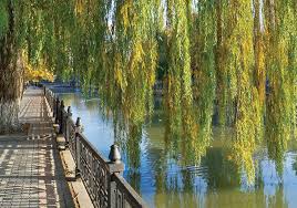 The austree willow hybrid is becoming one of the most popular privacy trees in recent memory. Willow Hybrid Trees Buying Growing Guide Trees Com