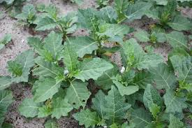 Image result for Solanum macrocarpon