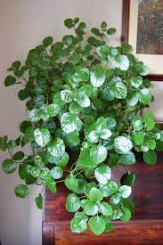 Swedish Ivy Plant Will Someone Please Acknowledge It Has The Sweetest Gentlest Best Fragrance Of All Emitted From Plants Inside Plants Best Indoor Plants