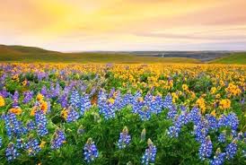 Explore the most beautiful & scenic valley of flowers book now. Valley Of Flowers Trekking Tour 8 Day Trek To Valley Of Flowers