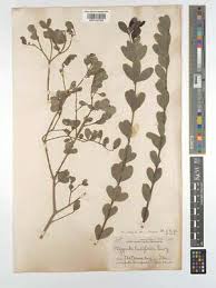 Image result for Crossopetalum