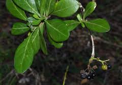 Image result for Pavetta revoluta