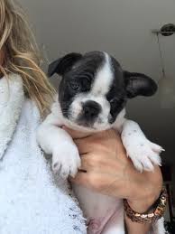 Bulldog Frances Vaquitas Machos 44 Dias 13 000 00 Bulldog Bulldog Frances Animales Felices Criadores destacados de bulldog frances. bulldog frances vaquitas machos 44 dias