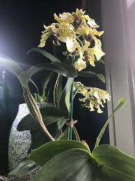 The vanilla flower relays on the melipona bee for pollination so unless you happen to live in a part of mexico where melipona. Dendrobium Atroviolaceum Smells Like Heavy Spiced Vanilla Orchids