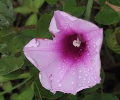 Image result for Ipomoea asarifolia