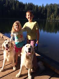 Maybe you would like to learn more about one of these? Golden Retrievers Grandkids Battle Ground Lake English Golden Retriever Puppy Dog Breeds English Golden Retrievers