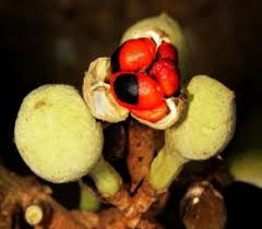 Image result for Trichilia