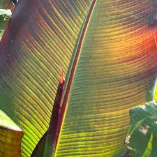 Image result for Ensete