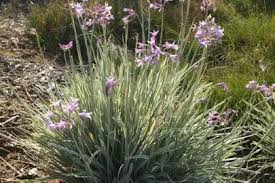 Image result for Tulbaghia cameronii
