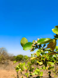 Image result for Carissa spinarum