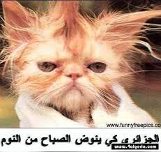 نتيجة بحث الصور عن ضحك جزائري